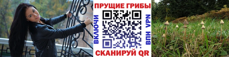 Галлюциногенные грибы Magic Shrooms  shop как зайти  Дегтярск 